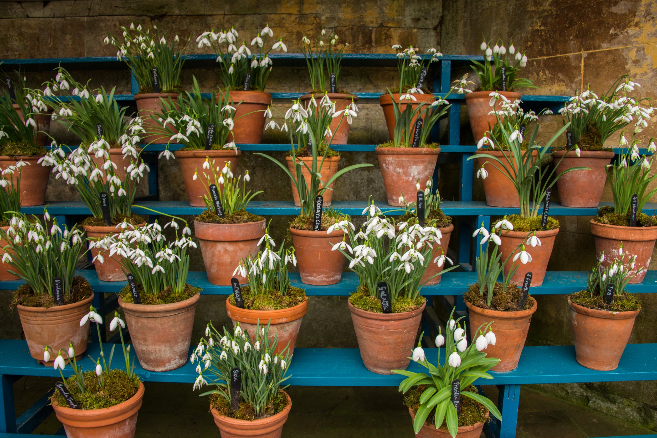 Different varieties of snowdrops displayed in terracotta pots on the blue benches of the Auricula theatre at Calke Abbey, Derbyshire