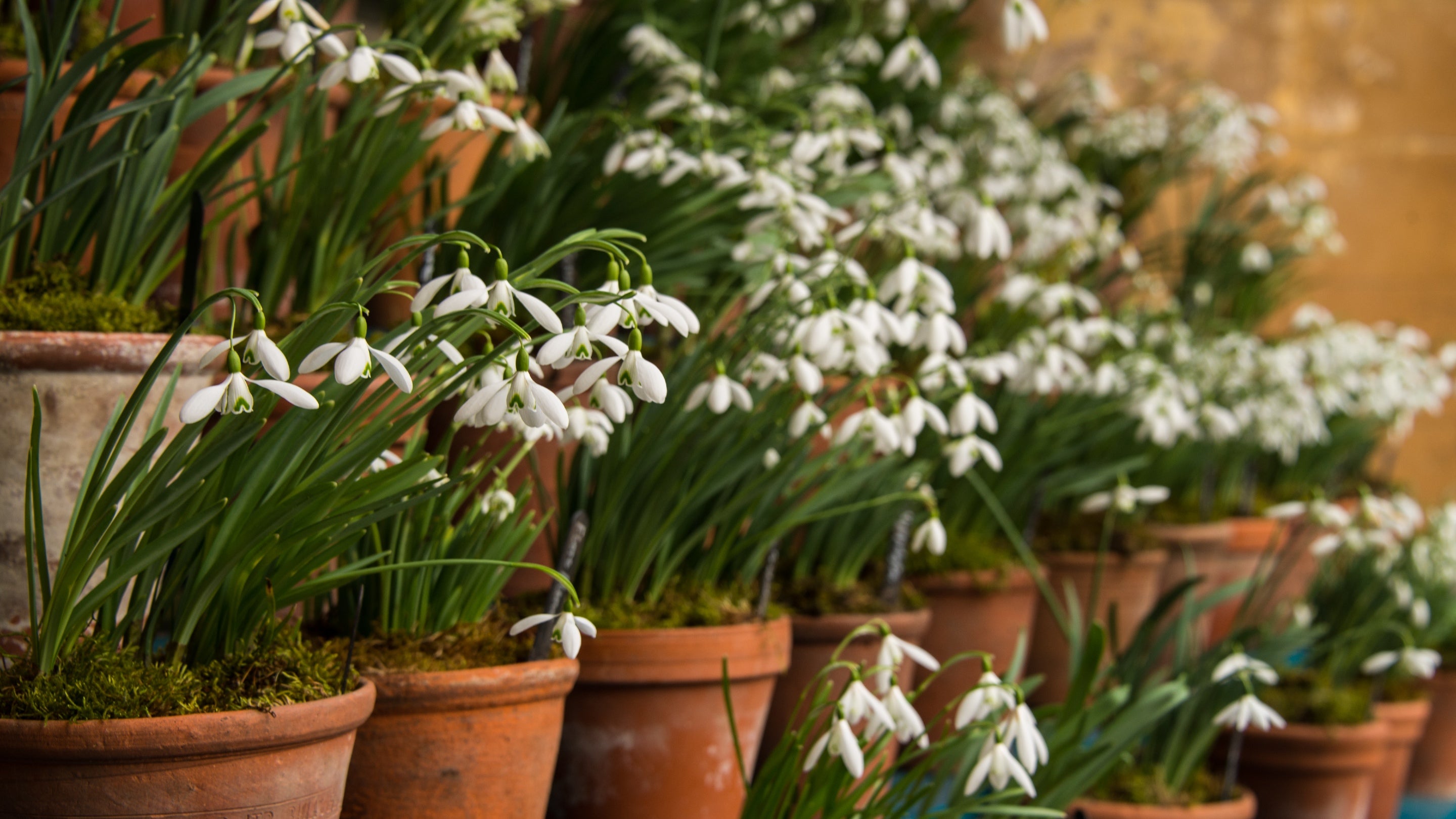 Snowdrop display in ceramic pots on different levels
