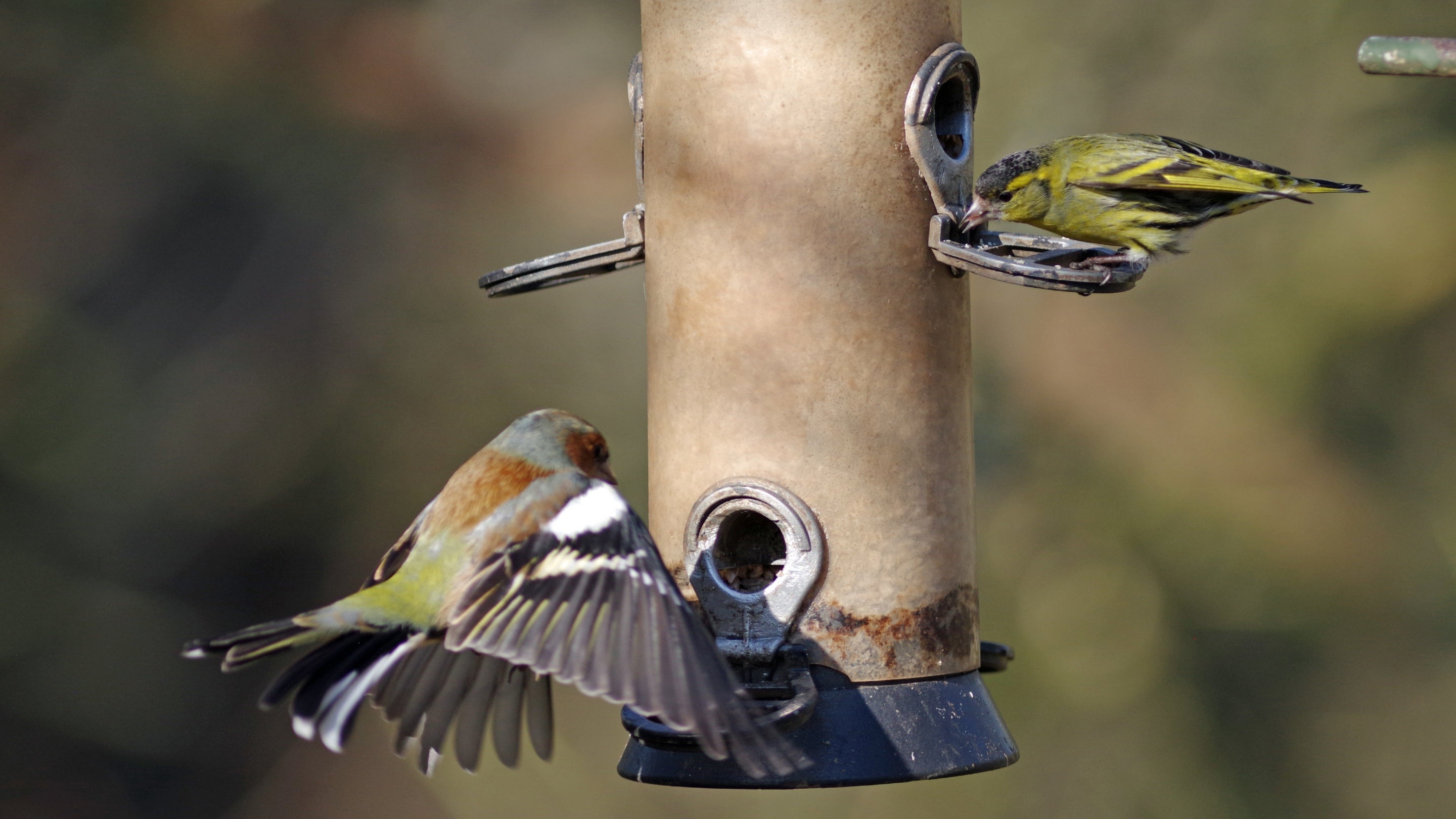A close-up of two birds eating at a bird feeder