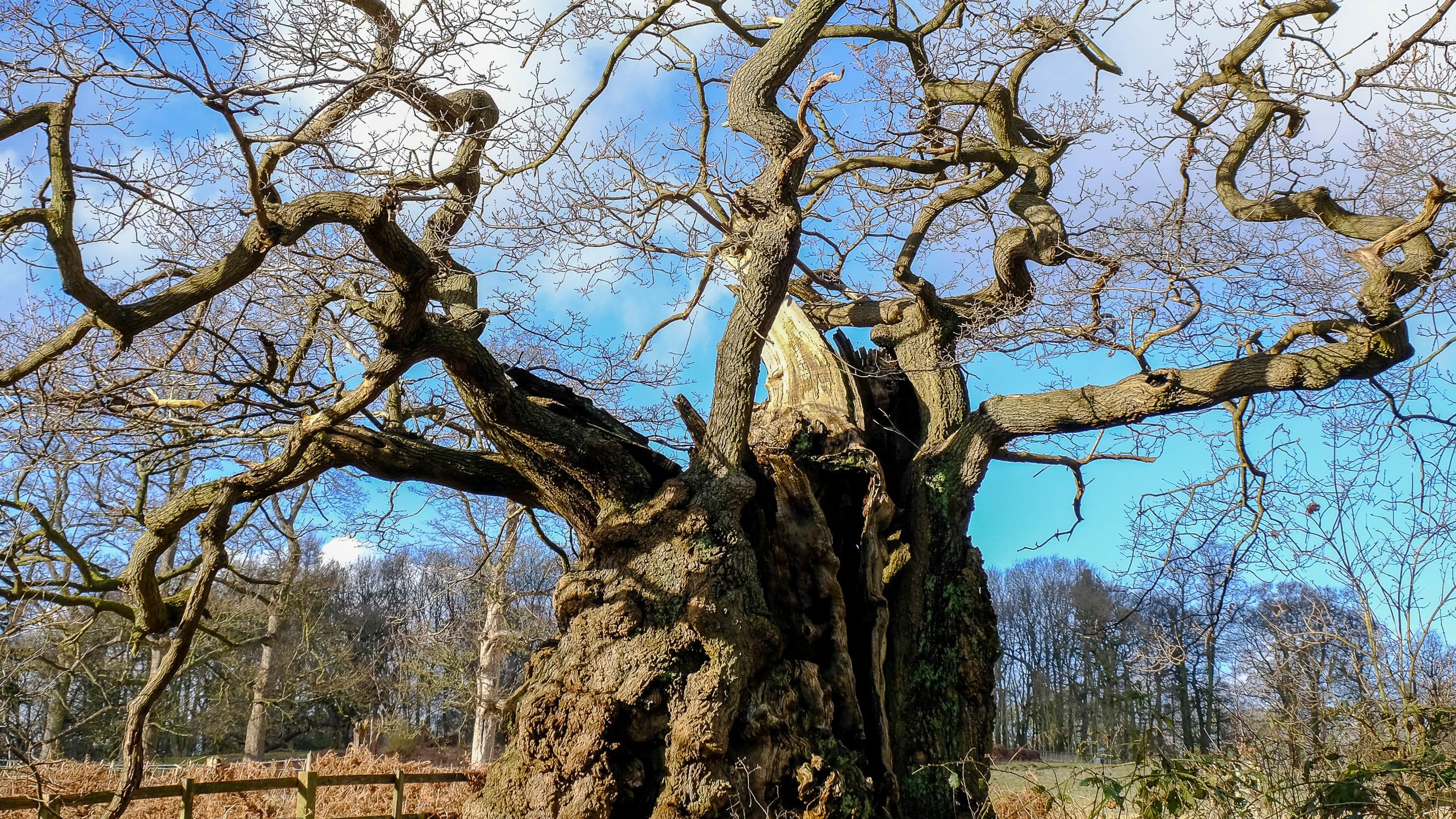 A close up of an old tree with spindly branches and blue sky in the background.