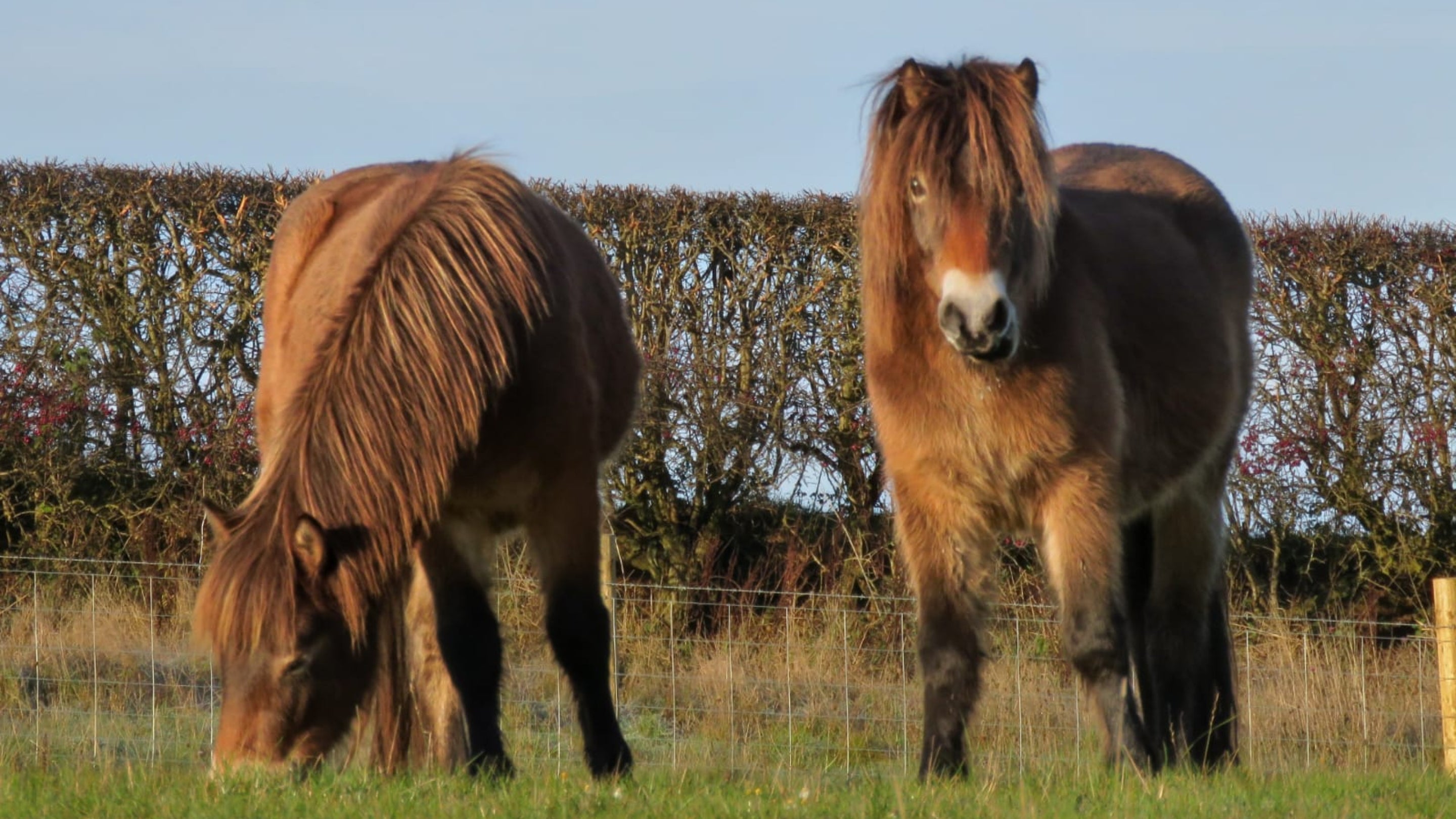 Ponies grazing at Foremark, Derbyshire