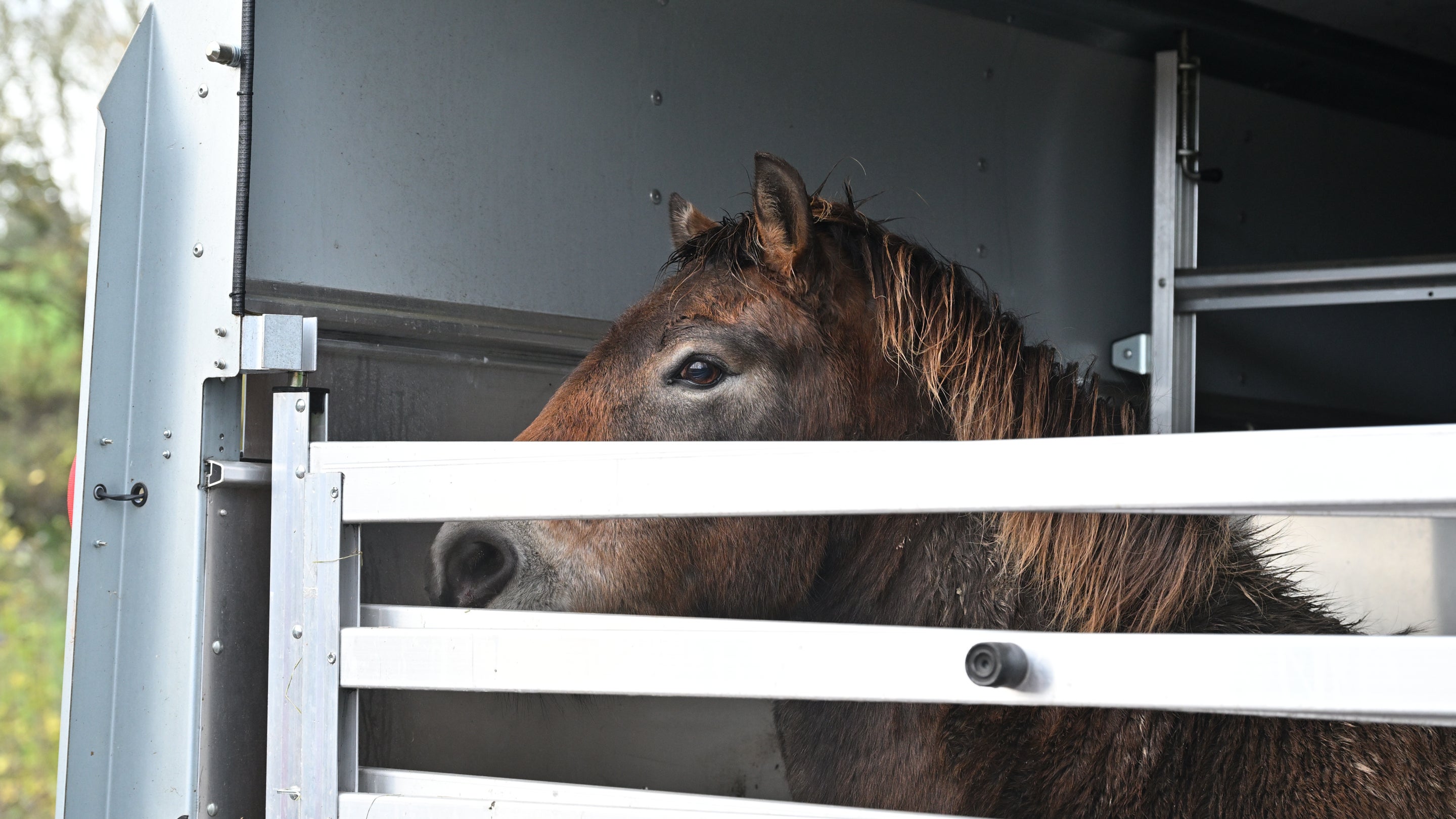 An Exmoor pony arriving by trailer to Foremark, Derbyshire