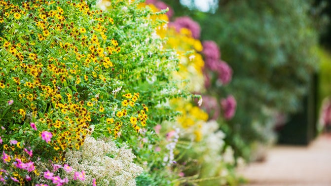 Colourful flowers along the south border in the formal gardens, pink, yellow and green hues.