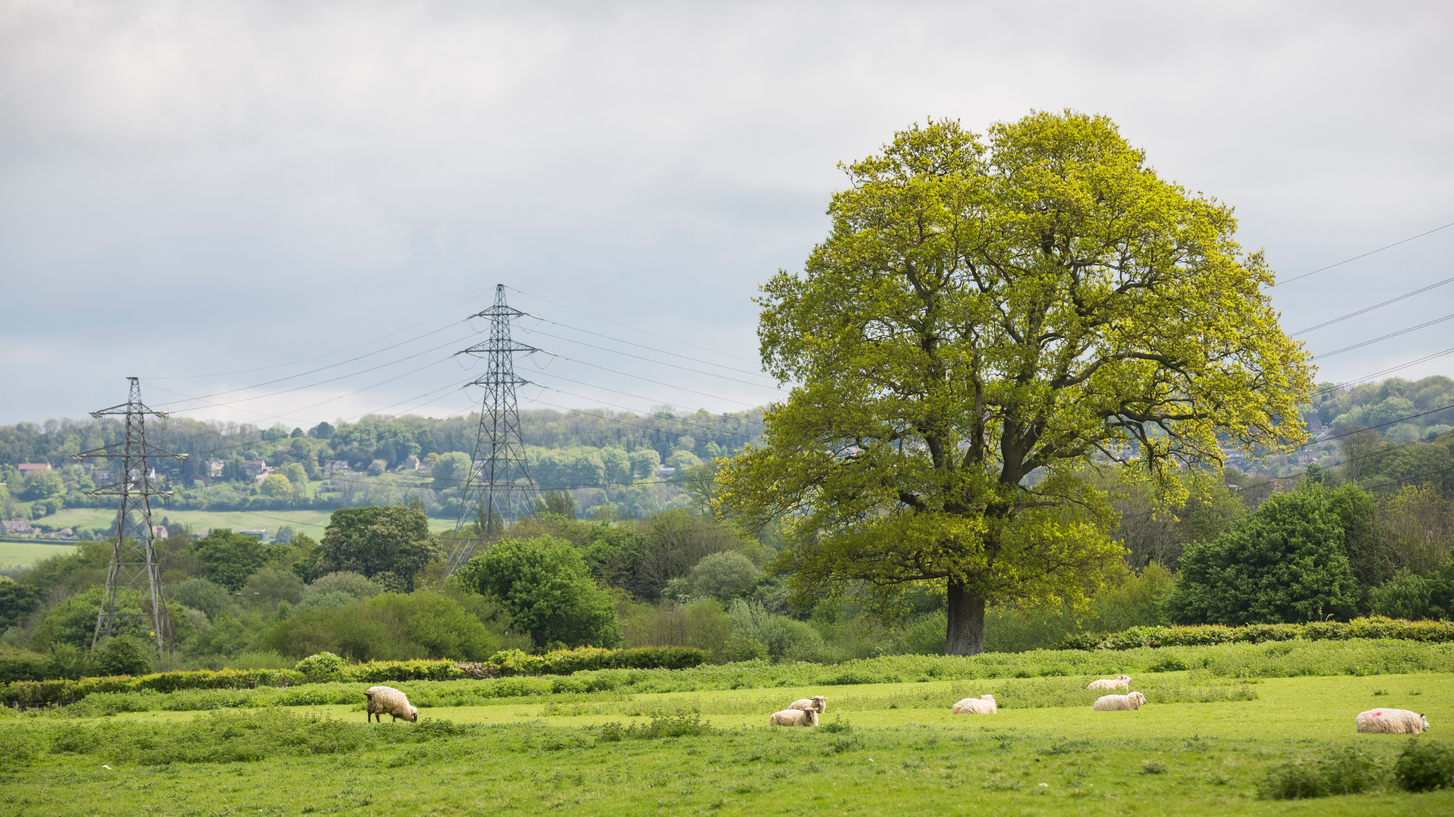 Sheep grazing in green countryside field with trees and power pylons running through the field.
