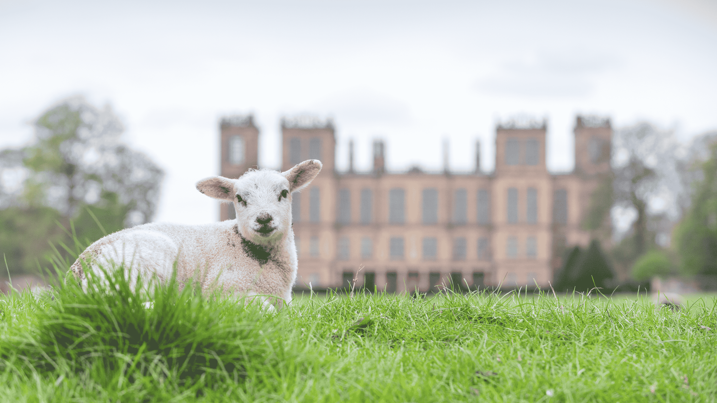 Close up image of a new lamb at Hardwick with the Hall blurred out of focus in the background