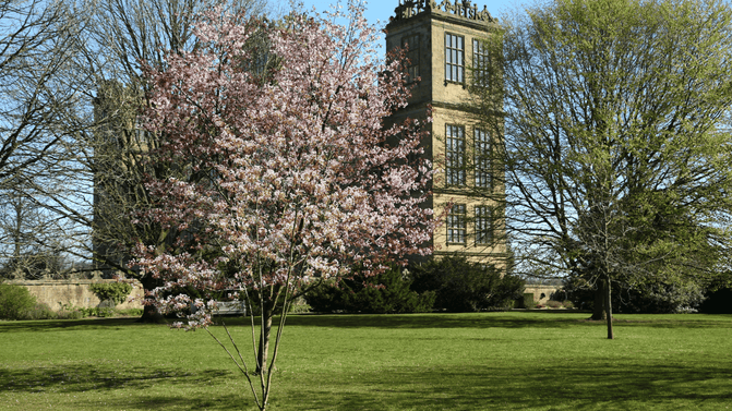 Small ornamental cherry tree covered in pale pink blossom standing in a grassy park, with a historic stone tower and leafing trees in the background.