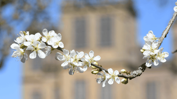Close up image of white blossom on a early fruit tree in the fruiting orchard at Hardwick, Derbyshire