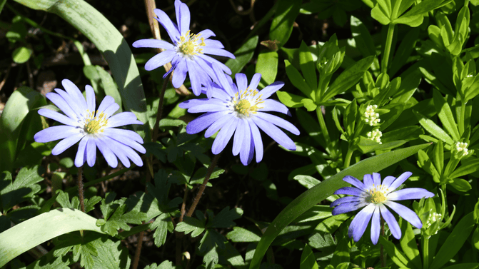 Close-up of pale blue Grecian windflowers with yellow centres growing among green foliage in spring sunlight.