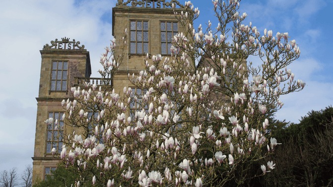 Magnolia tree with white and light pink flowers in bloom with the historic Hardwick behind it and blue sky.
