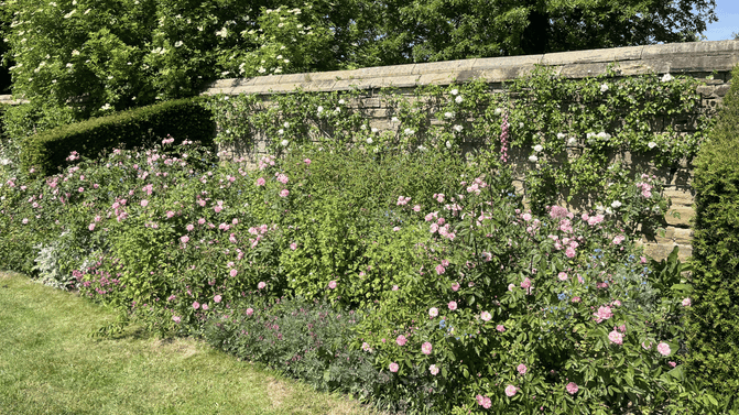 Pink roses in bloom in the beds in the East Court
