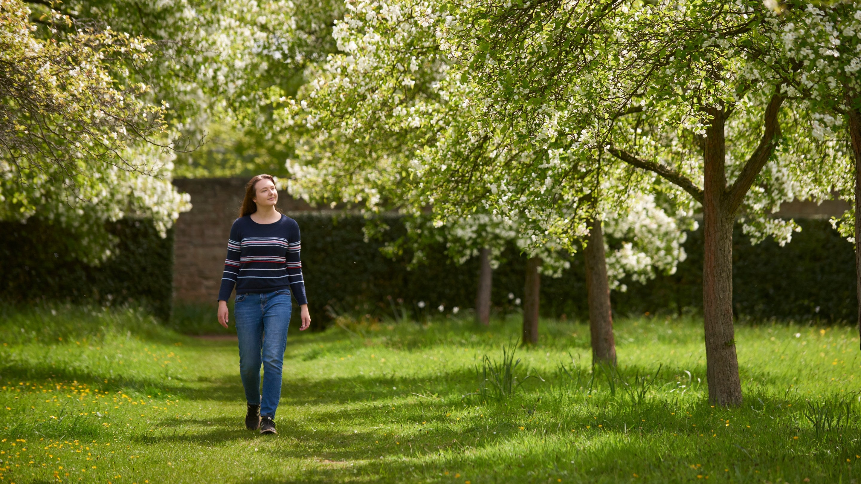 Visitor walking in the orchard in May at Hardwick Hall, Worcestershire