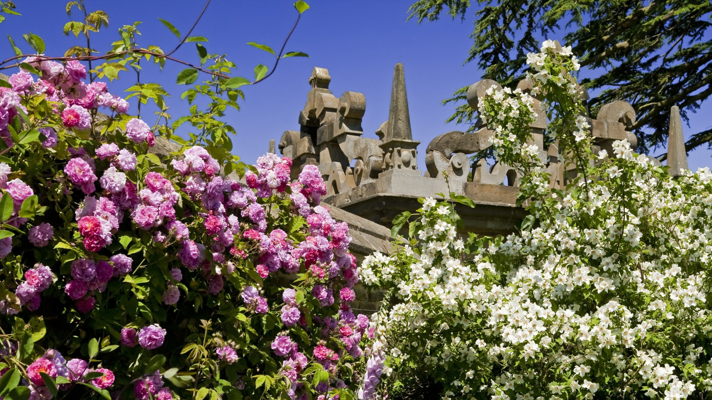 Ornamental garden wall and pink roses growing over it in June at Hardwick Hall, Derbyshire