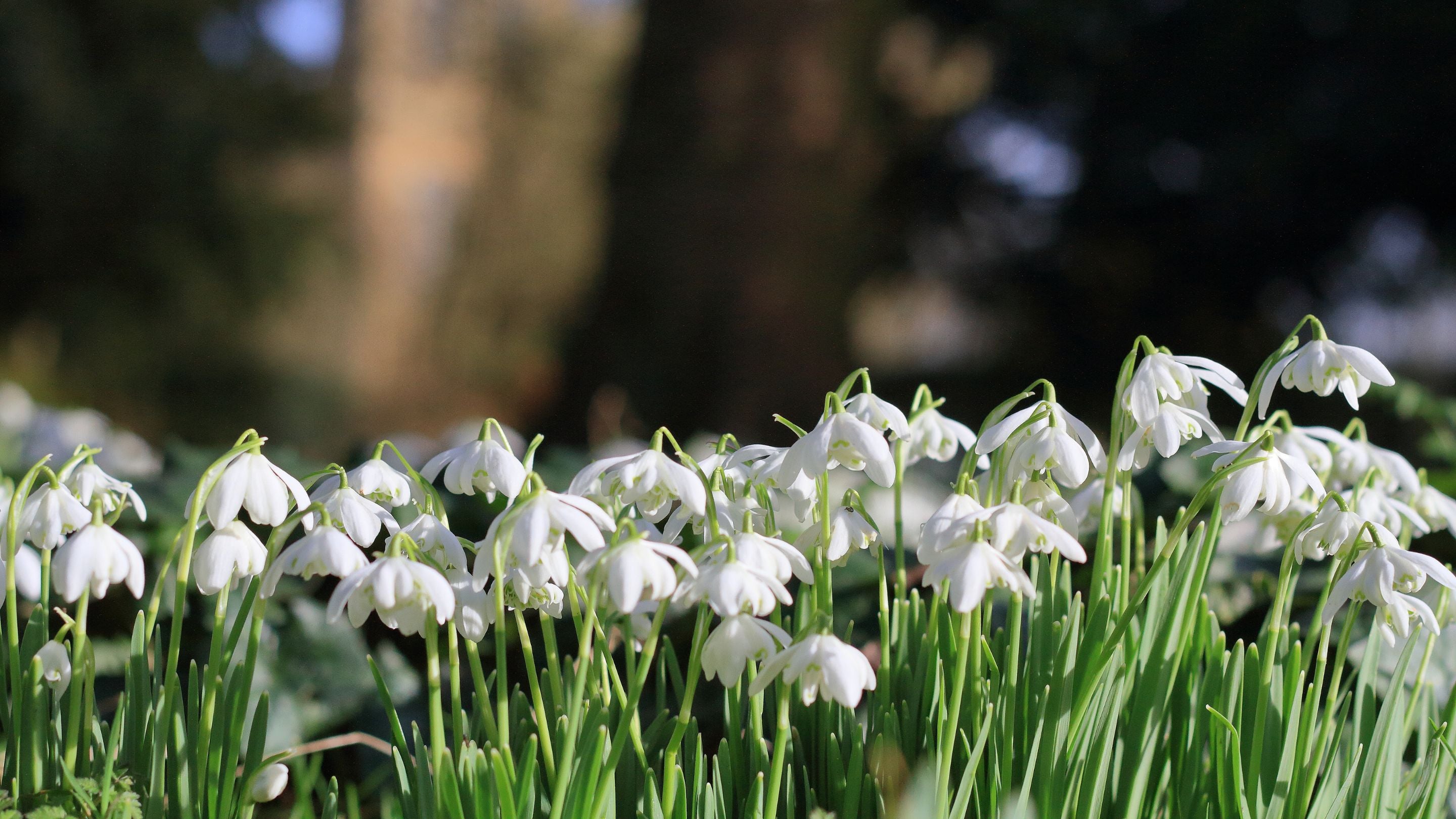 A close up picture of the Snowdrops at Hardwick Hall with the old hall burred out in the background and the flowers in focus.