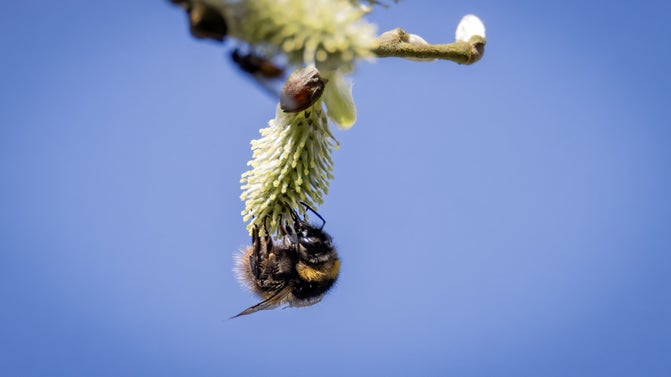 A bee hanging upside down to collect pollen from a light green flower hanging from a branch with a bright blue sky in the background.