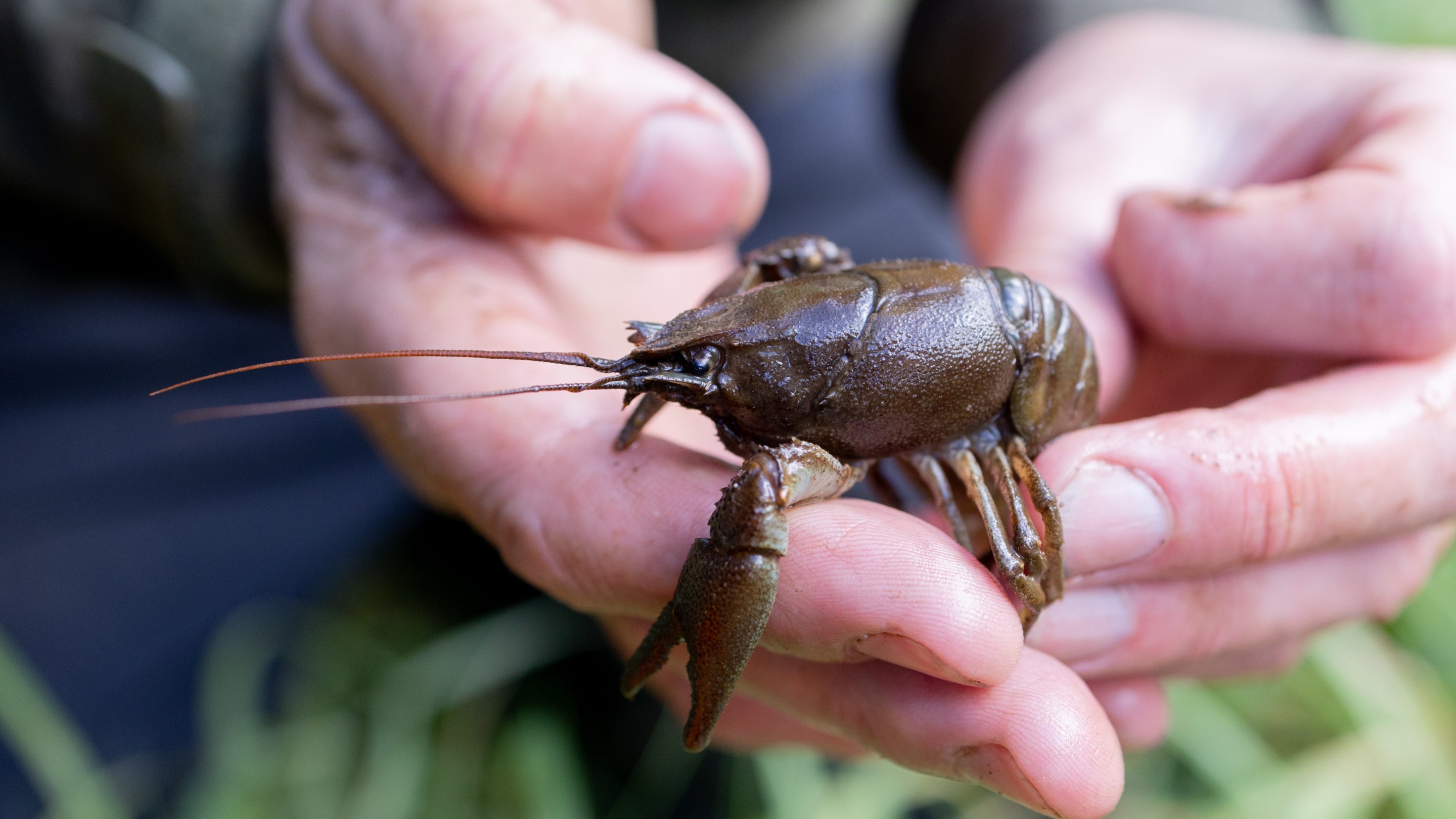 Kedleston's white-clawed crayfish