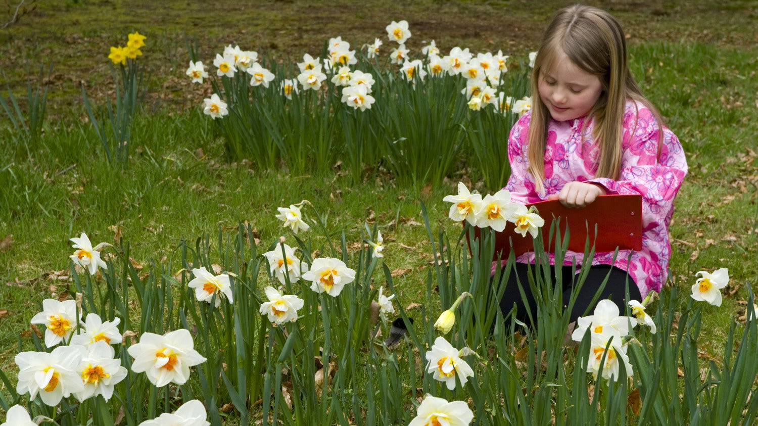 A child with a clipboard follows clues on an Easter trail with daffodils in the background