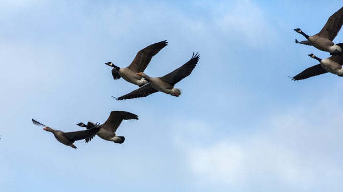 Geese flying over the lake in winter at Kedleston Hall, Derbyshire