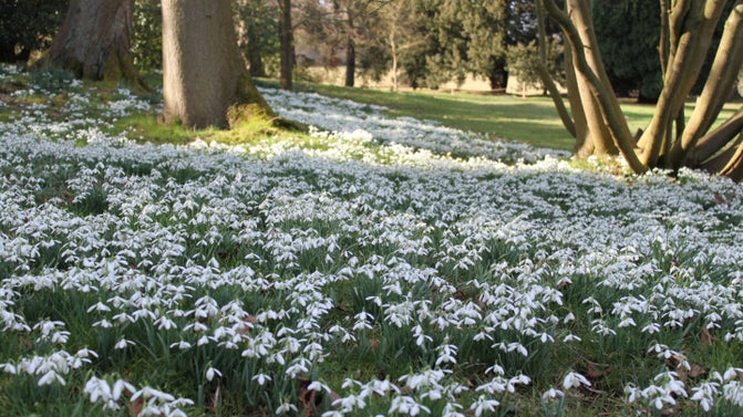 Snowdrops in garden, Kedleston Hall, Derby