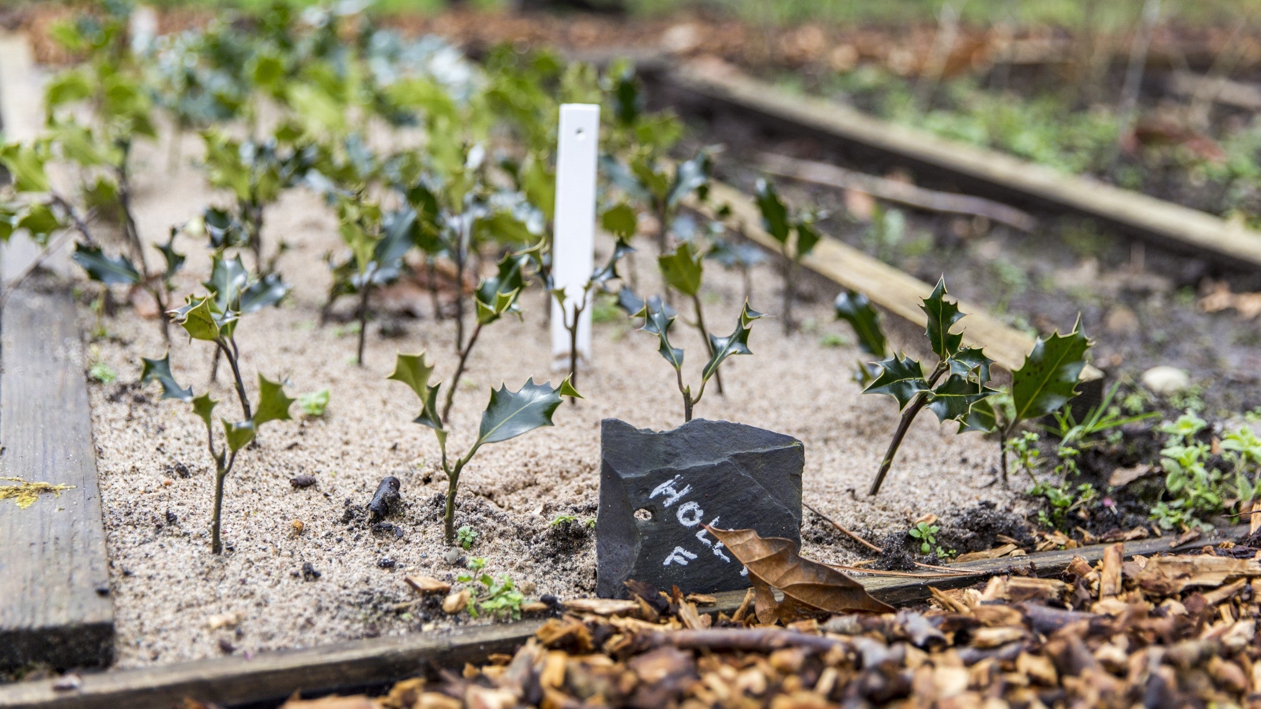 Holly saplings growing in raised bed in a tree nursery with the word 'holly' written on slate