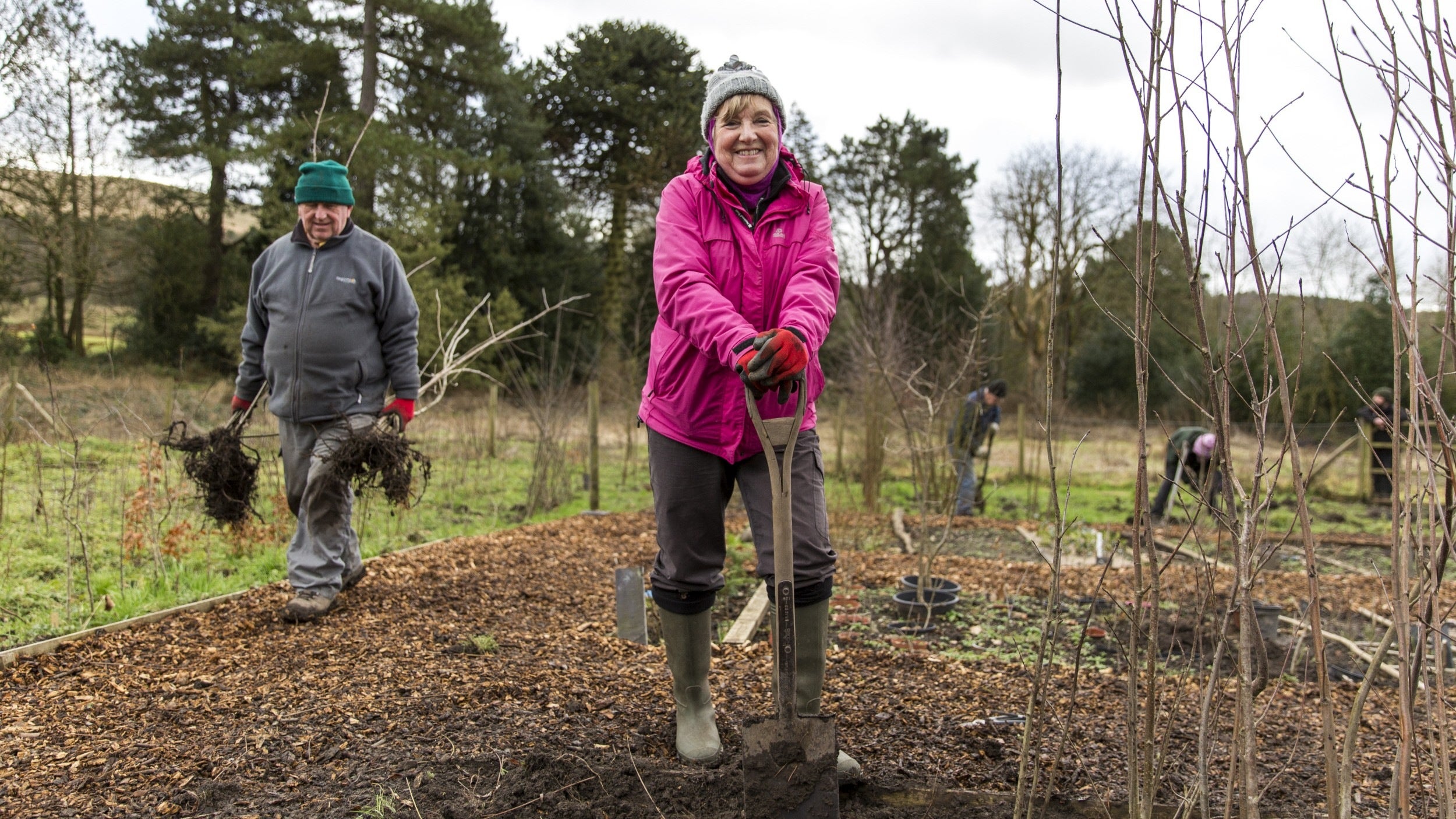 A volunteer wearing a bright pink coat and green wellingtons digging with a spade in a tree nursery. Another volunteer wearing a grey coat and green hat is carrying tree saplings in both hands as he walks at the edge of the planting bed. gs