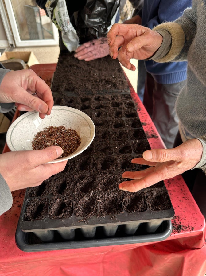 A close up of hands taking seeds from a bowl and planting them in a seed tray filled with compost. There is someone in the backgound filling the seed trays with compost.