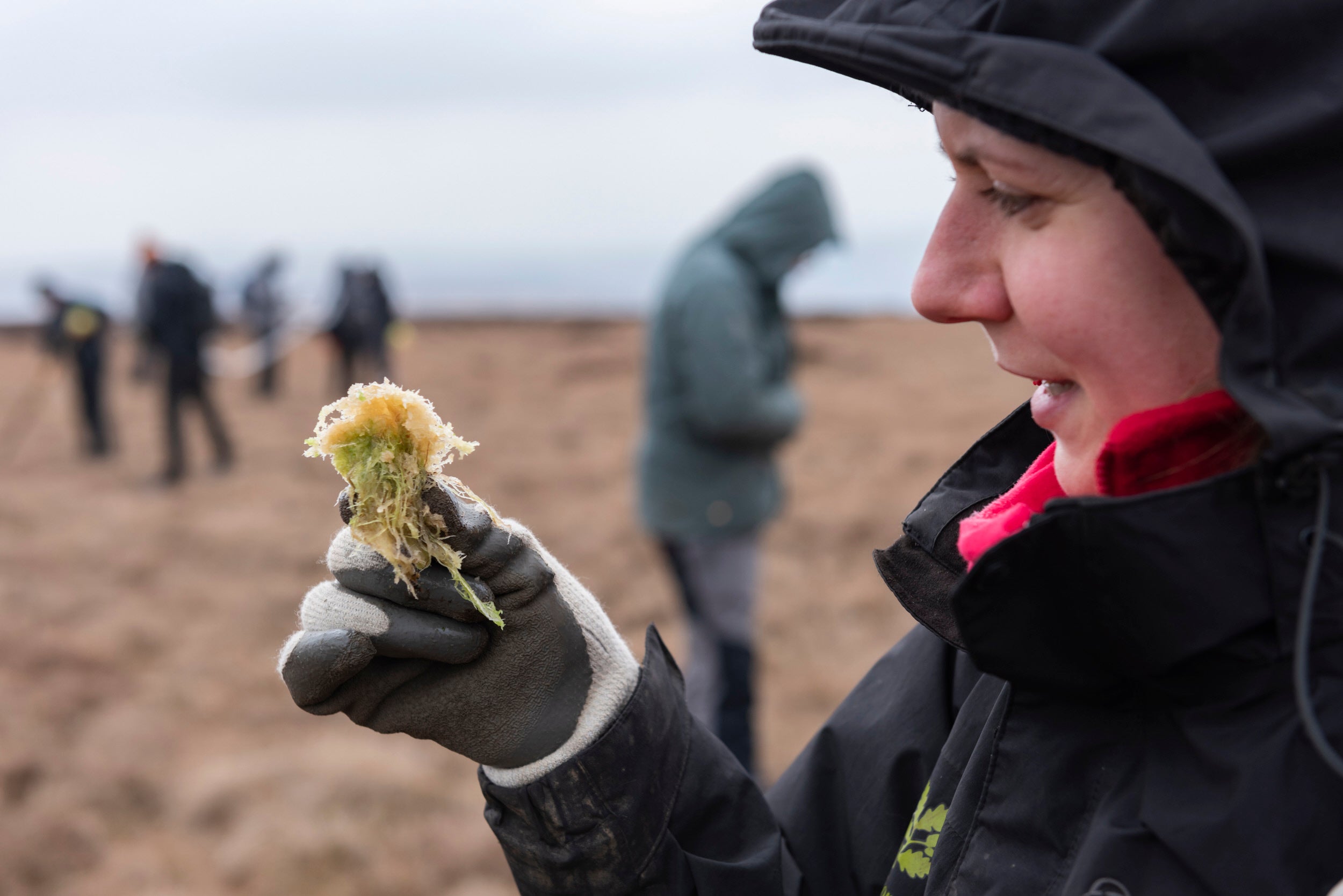 A photo of a volunteer dressed in a hooded coat and wearing gloves looking at a sphagnum moss plug with volunteers working in the background