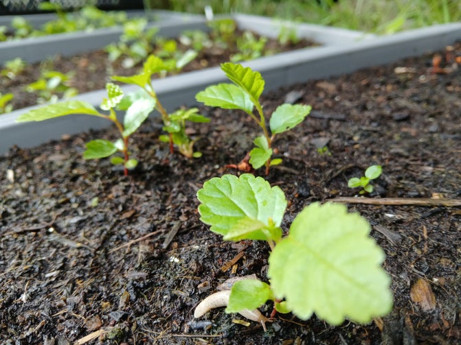 Small tree saplings growing in a seed tray