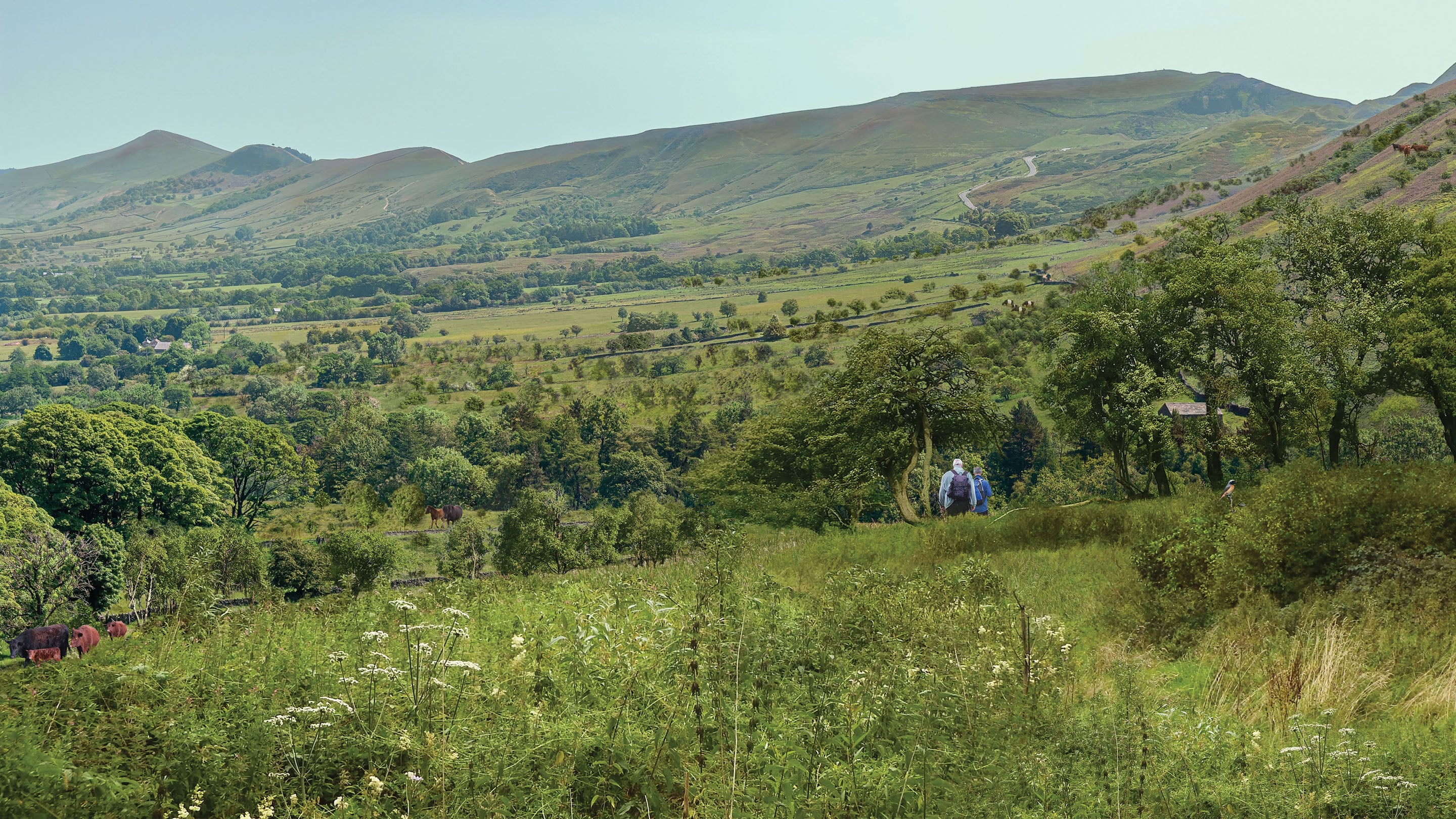 An image showing fields with different heights of grass with cows grazing in the distance, trees and woodland and people walking with a view out over a valley surrounded by hils.