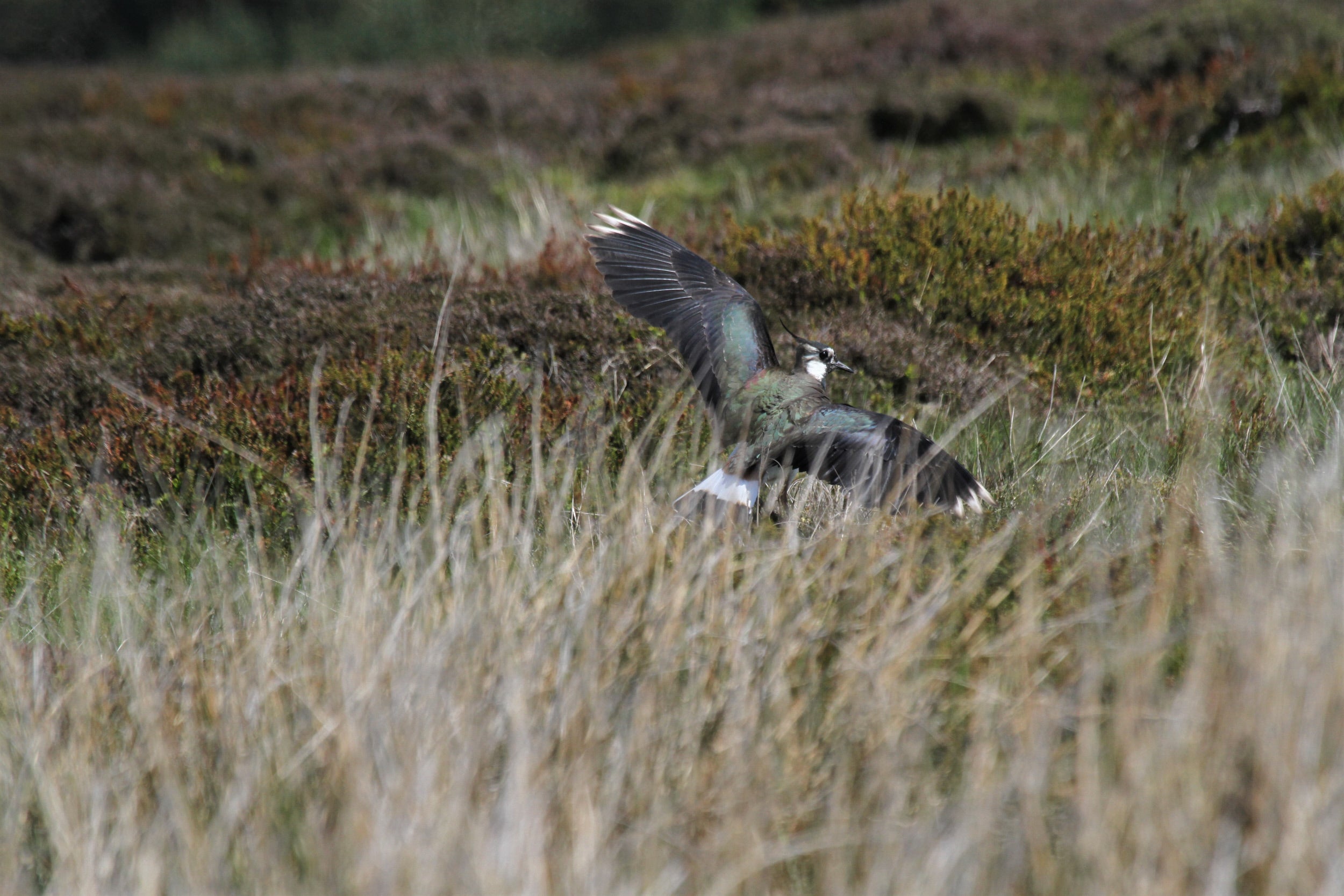 A lapwing on the moors taking flight from amongst the grass showing its colourful plumage and wings