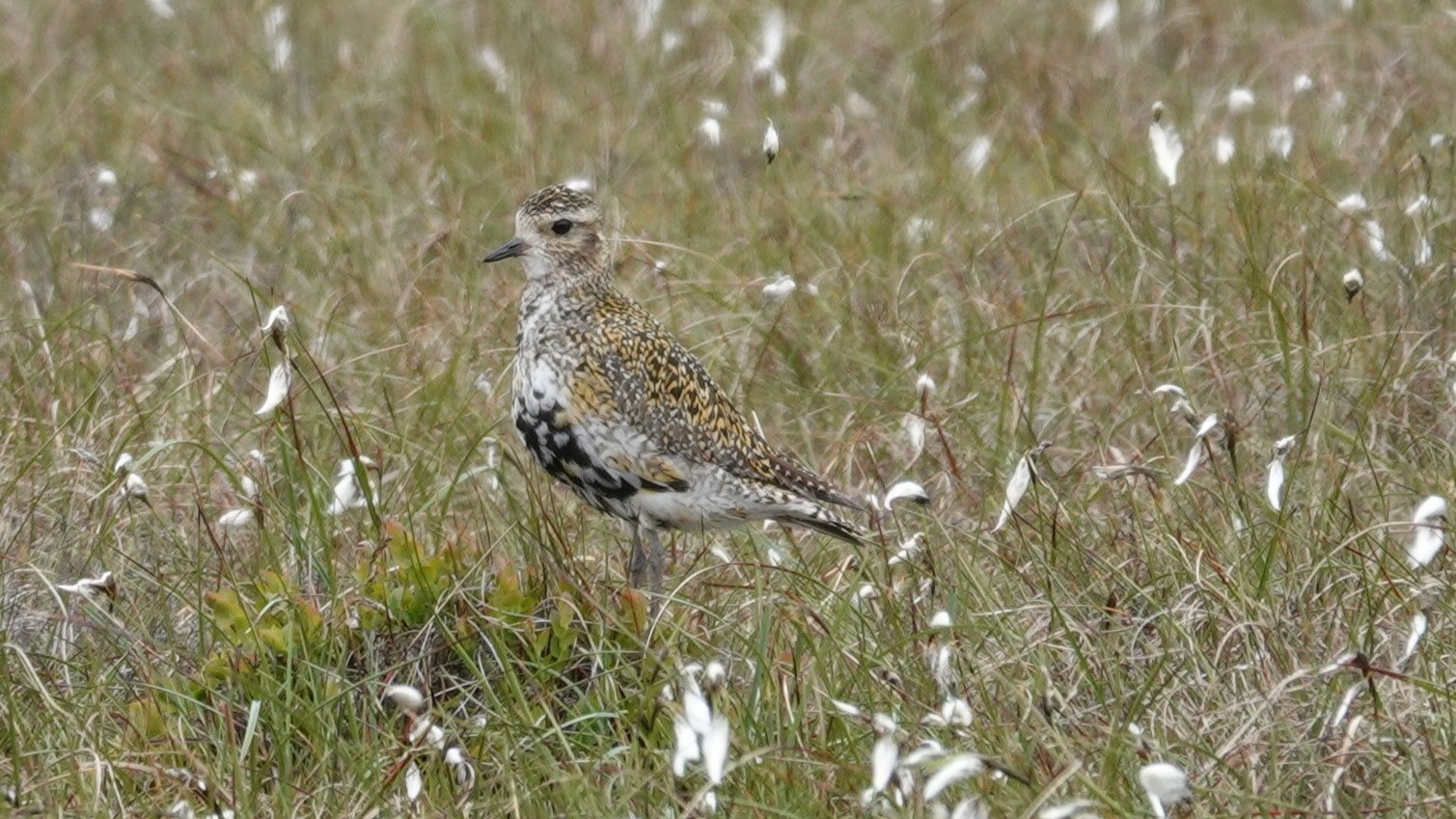 A golden plover stood amongst cotton grass and other grasses