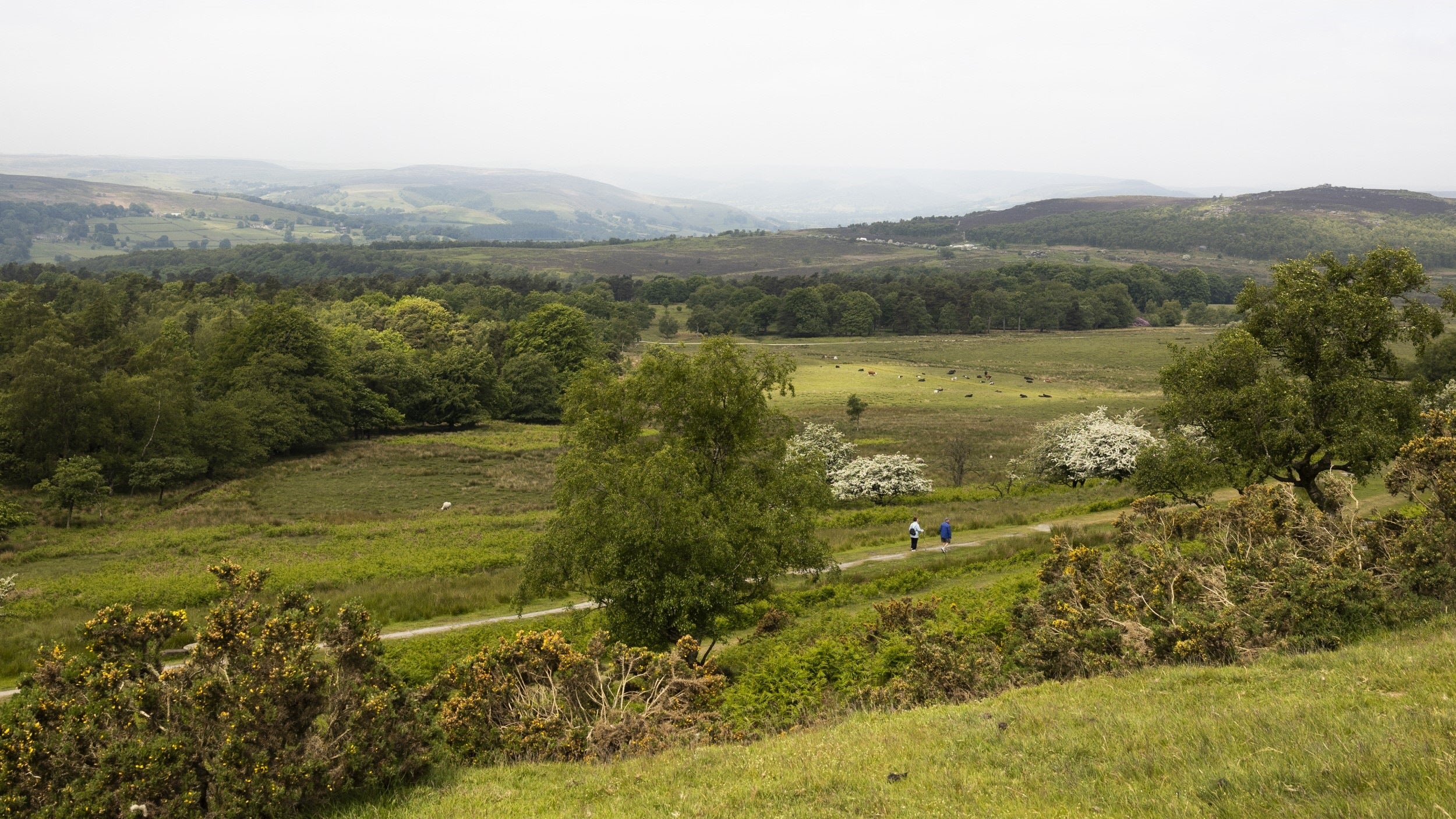 A view from a hill looking over grasslands and woodlands and across the hilly landscape of the Peak District