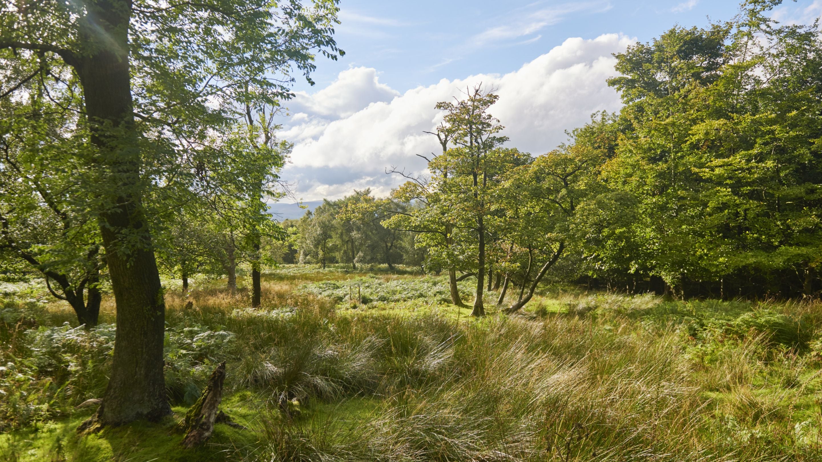 Ancient woodland at Longshaw, Burbage and the Eastern Moors, Derbyshire