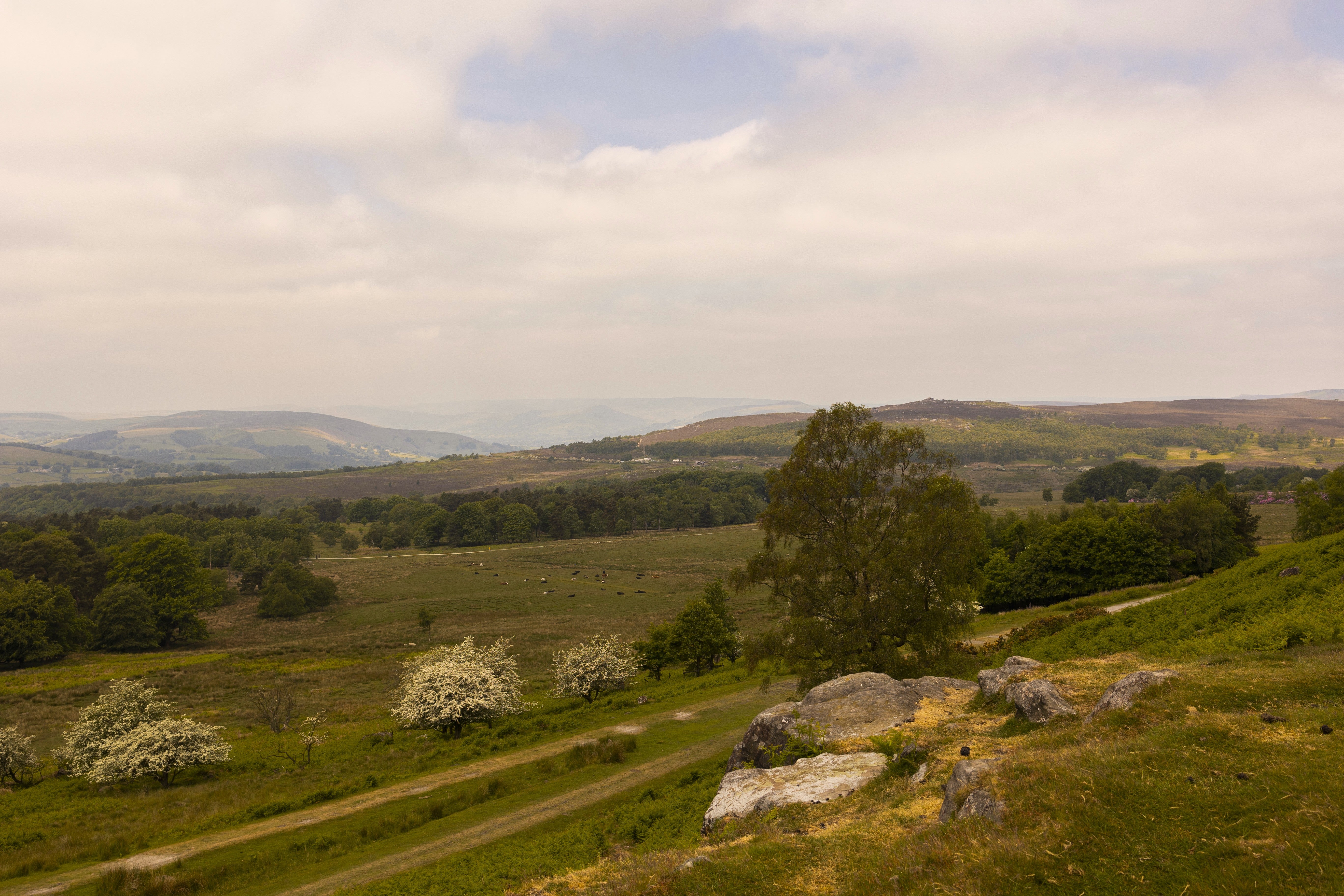 A view across heathland, woodland and moorland at Longshaw. Paths cut across the landscape.