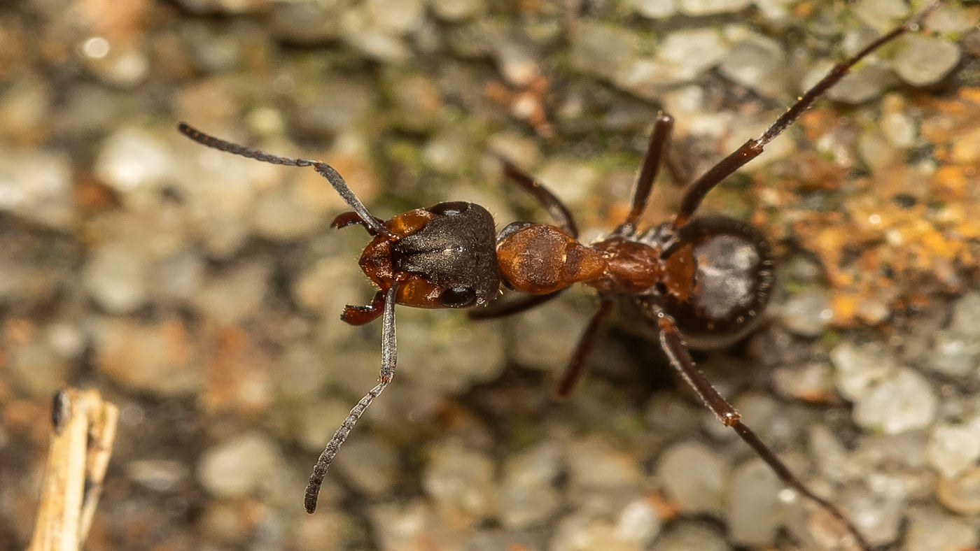 A close up of a Northern hairy wood ant