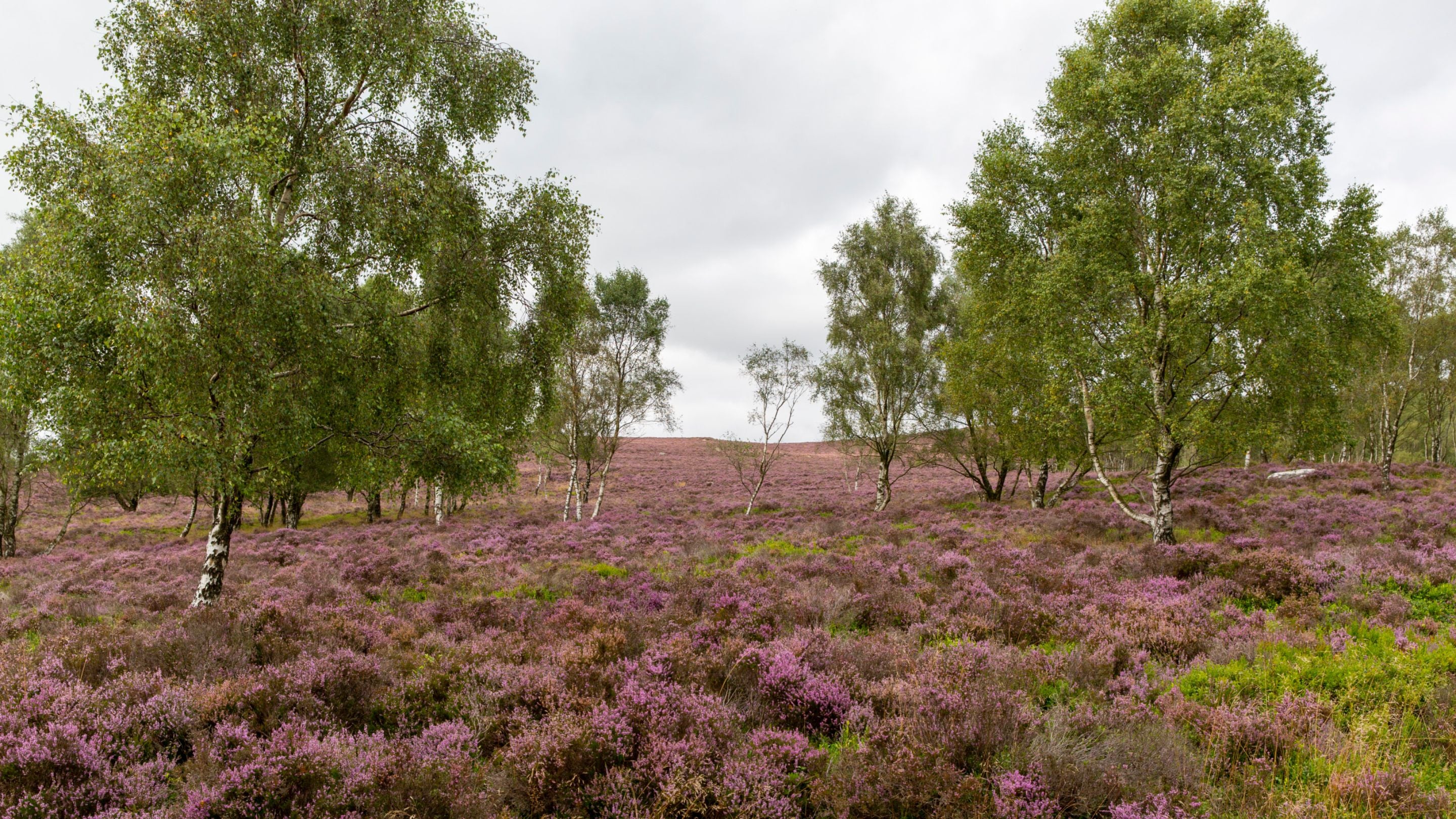 Silver birch trees surrounded by heathland at Longshaw, Burbage and the Eastern Moors, Derbyshire