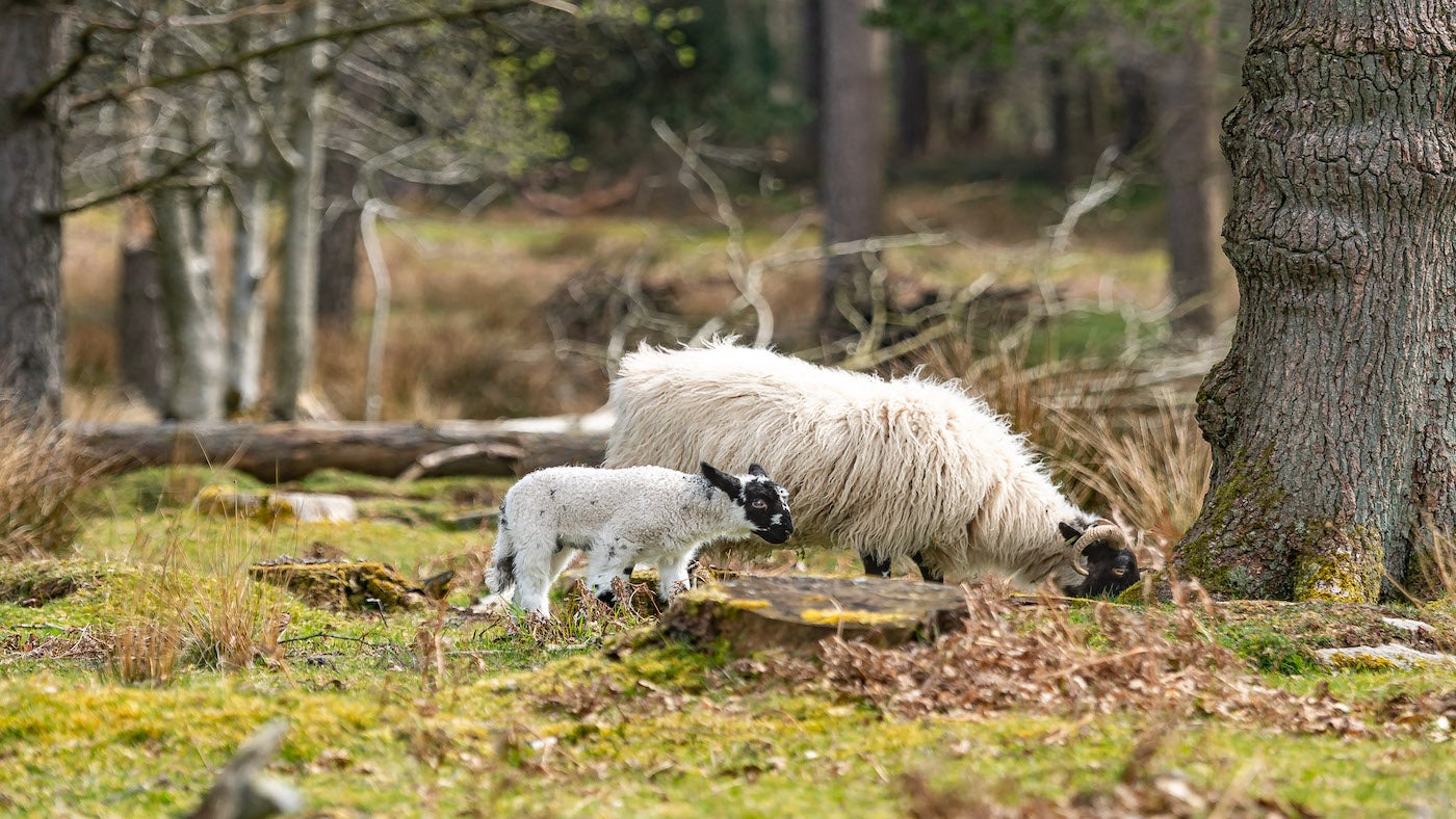 A sheep and a lamb grazing at Longshaw