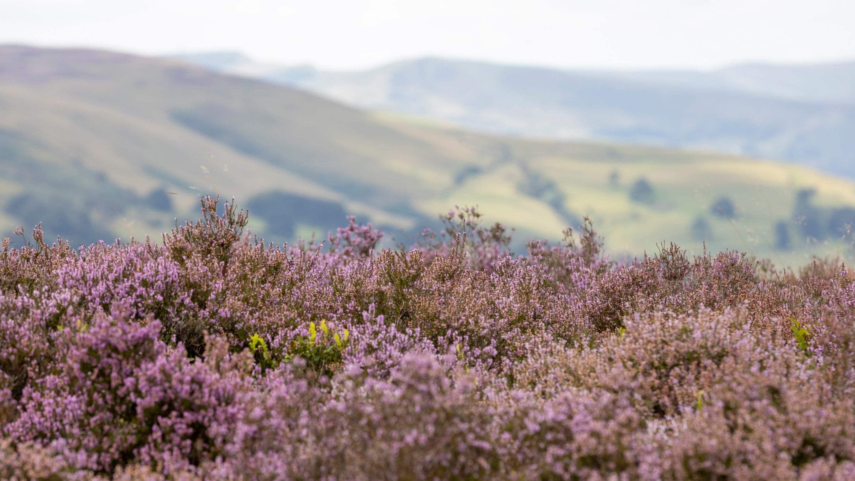 A view across the heathland at Hathersage, focusing on a swathe of purple heather in the foreground, with the hills and countryside visible beyond.