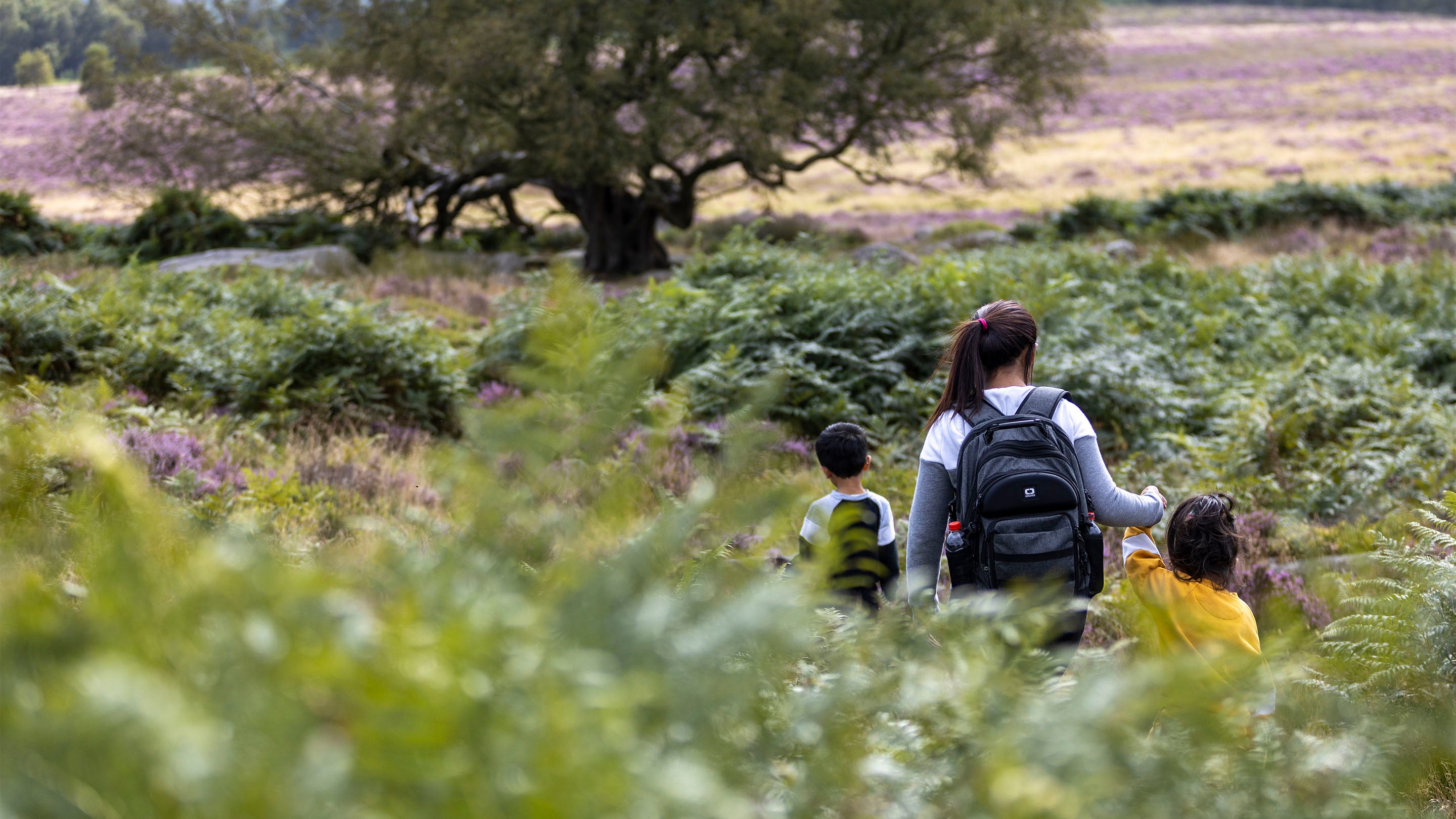 Visitors walking through heathland at Longshaw, Burbage and the Eastern Moors, Derbyshire