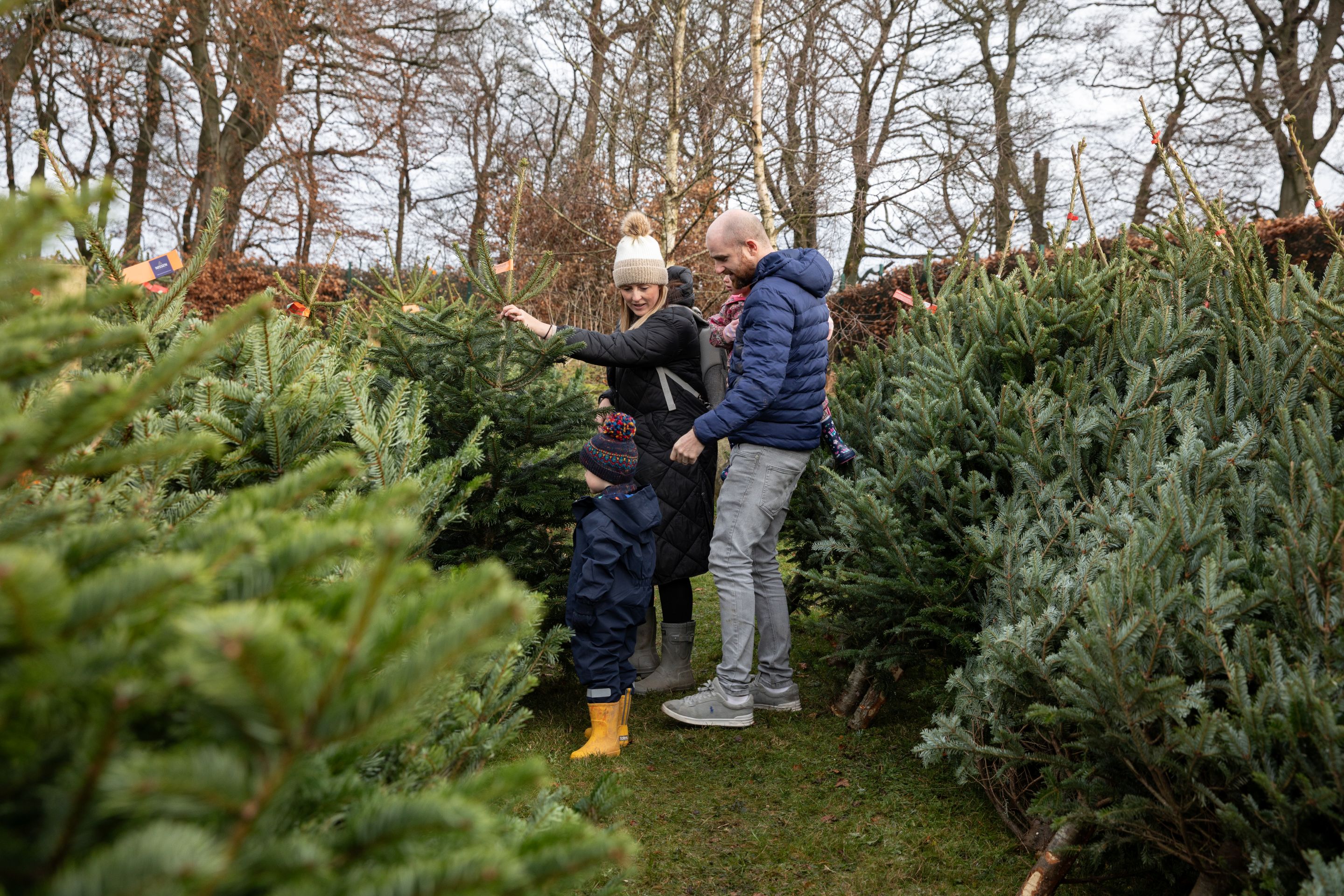 Two adults and two children amongst lines of Christmas trees