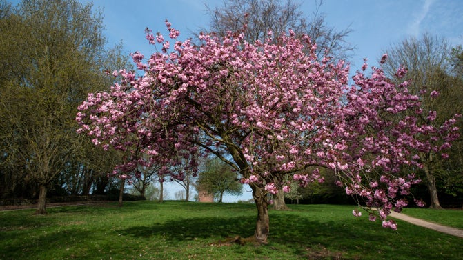 Image shows a close up a tree in blossom with pretty pink flowers.