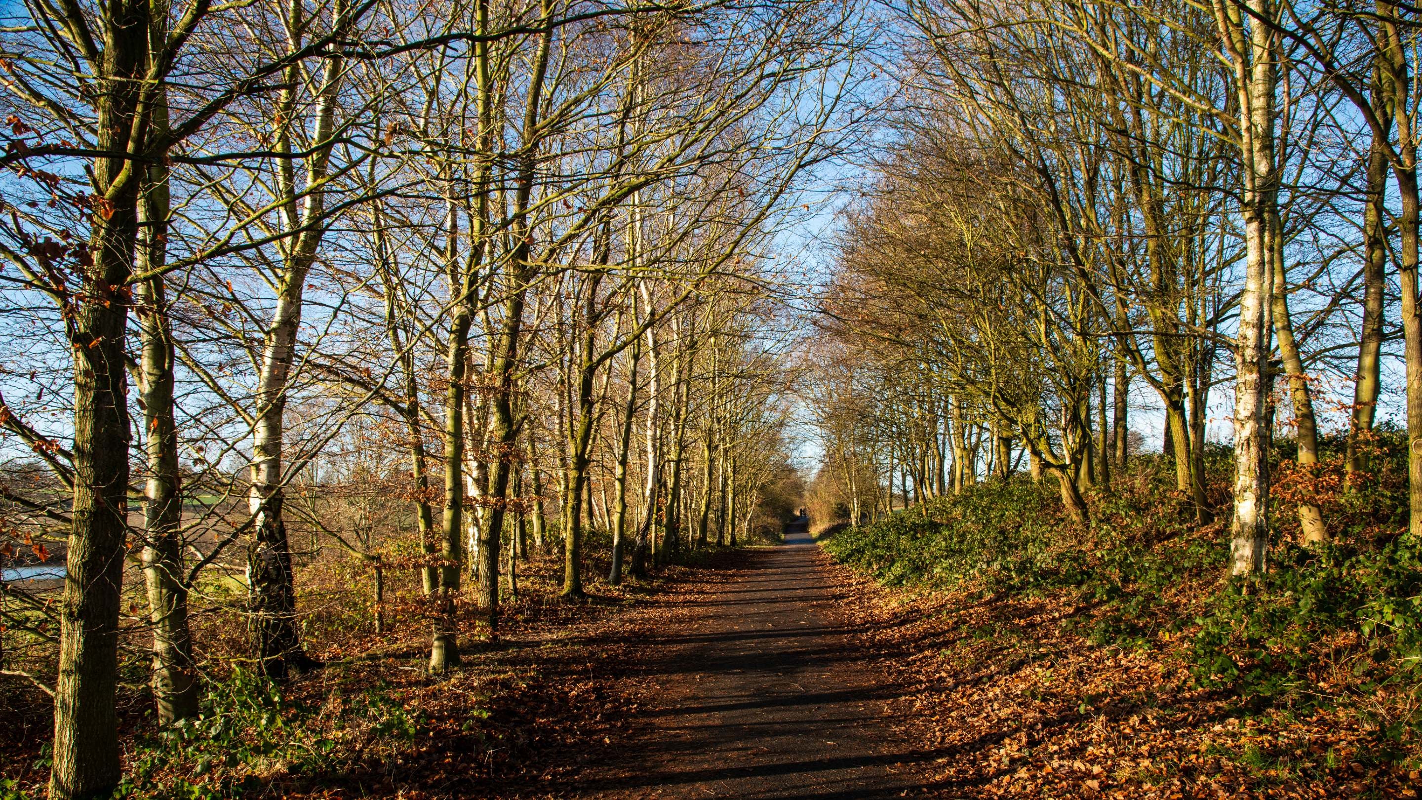 Image shows a pathway besides two rows of bare winter trees.