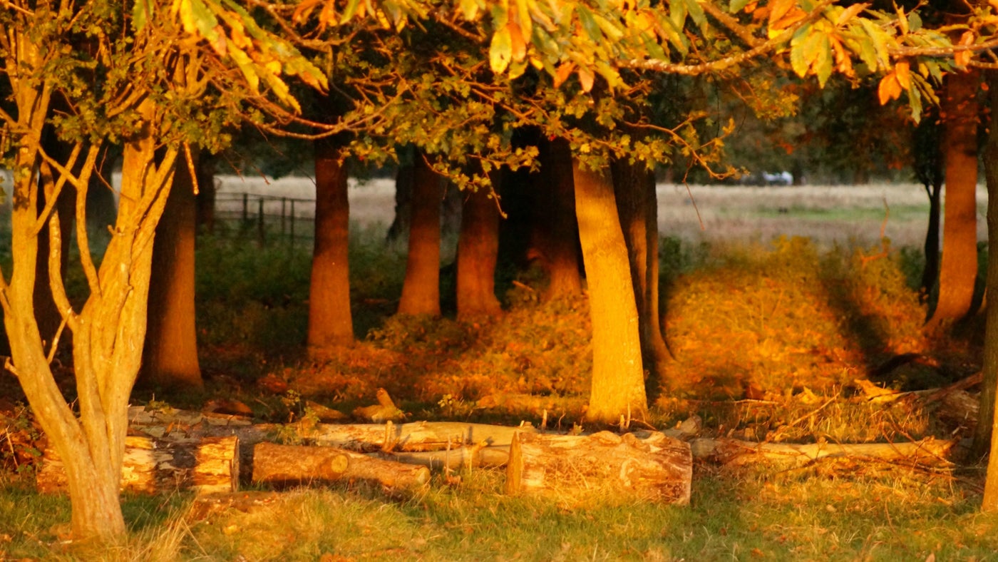 The autumn light in the Deer Park at Attingham