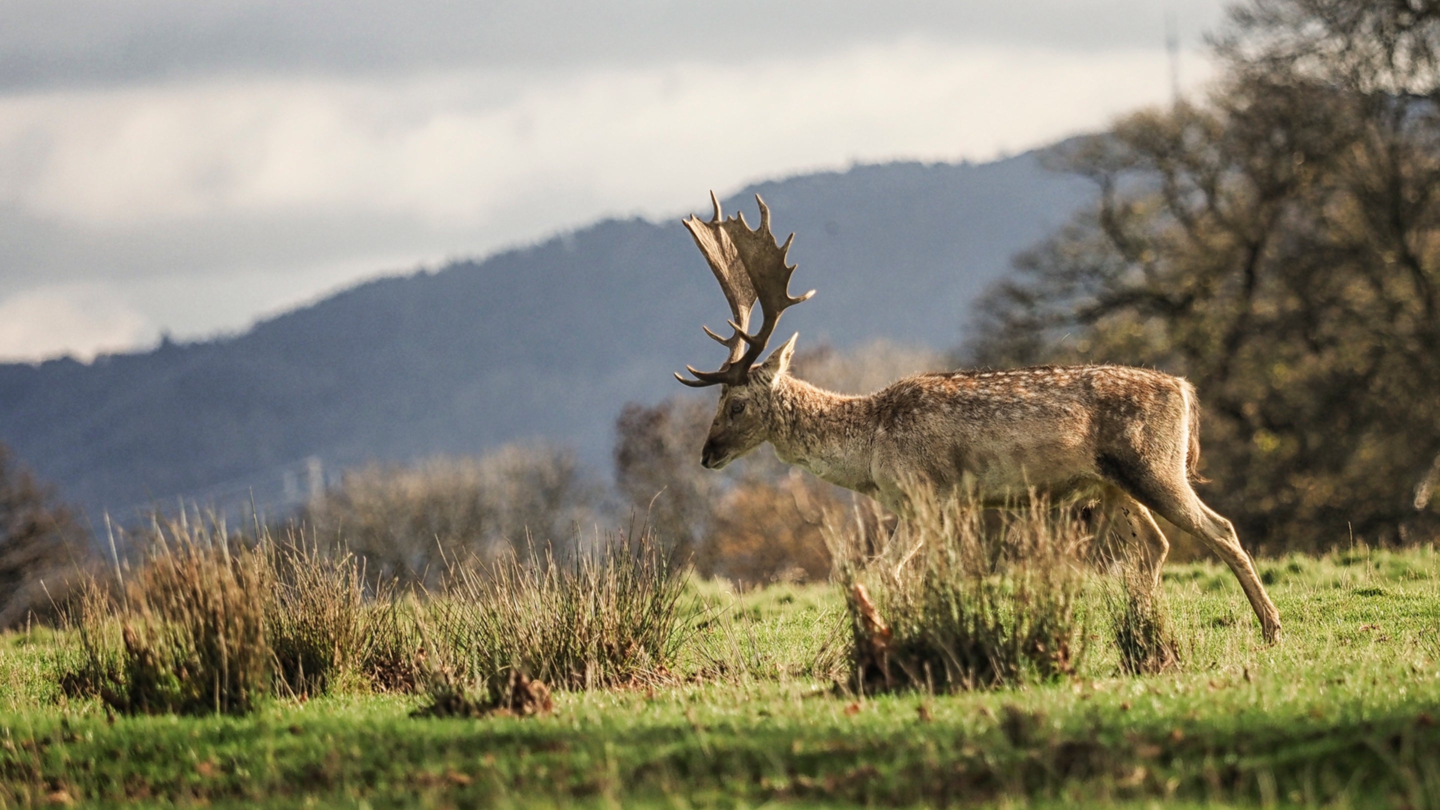 Stag in the Deer Park, Attingham Park, Shropshire