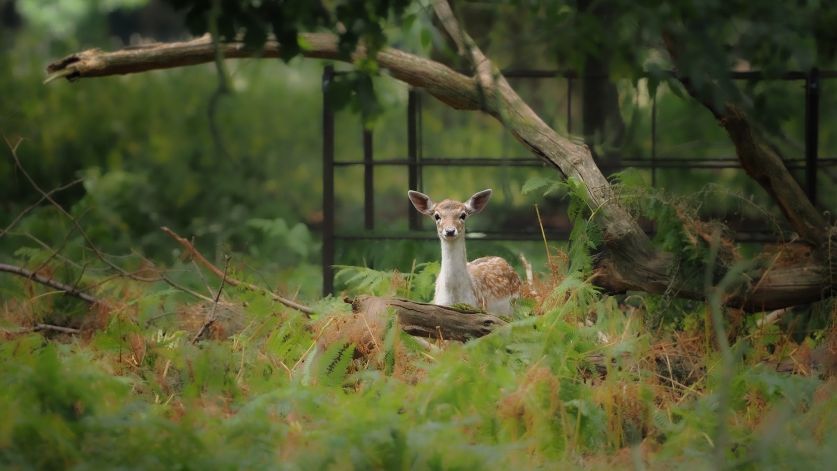 Deer in ferns at Attingham Park, Shropshire.