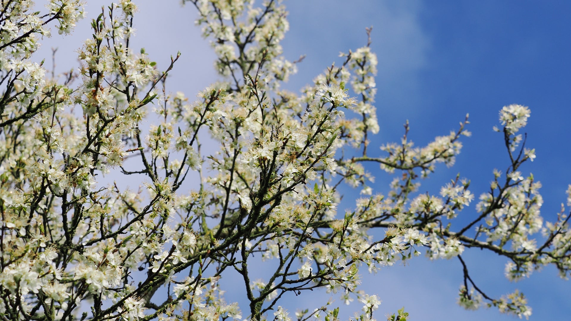 white blossom tree against a blue sky