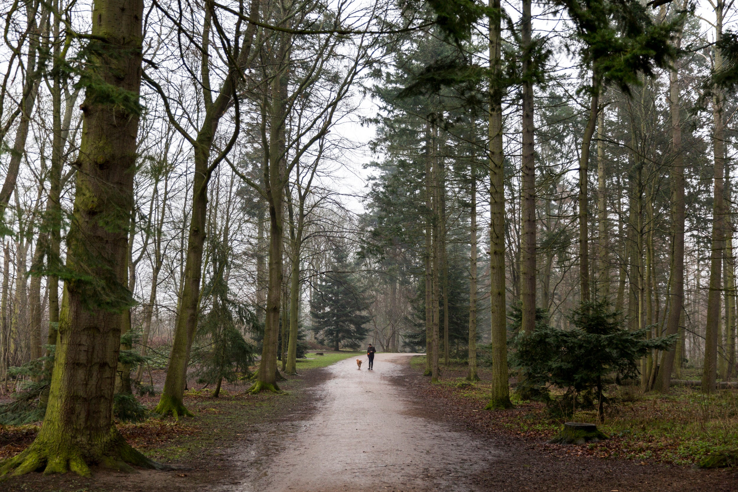 Dog walking at Attingham Park