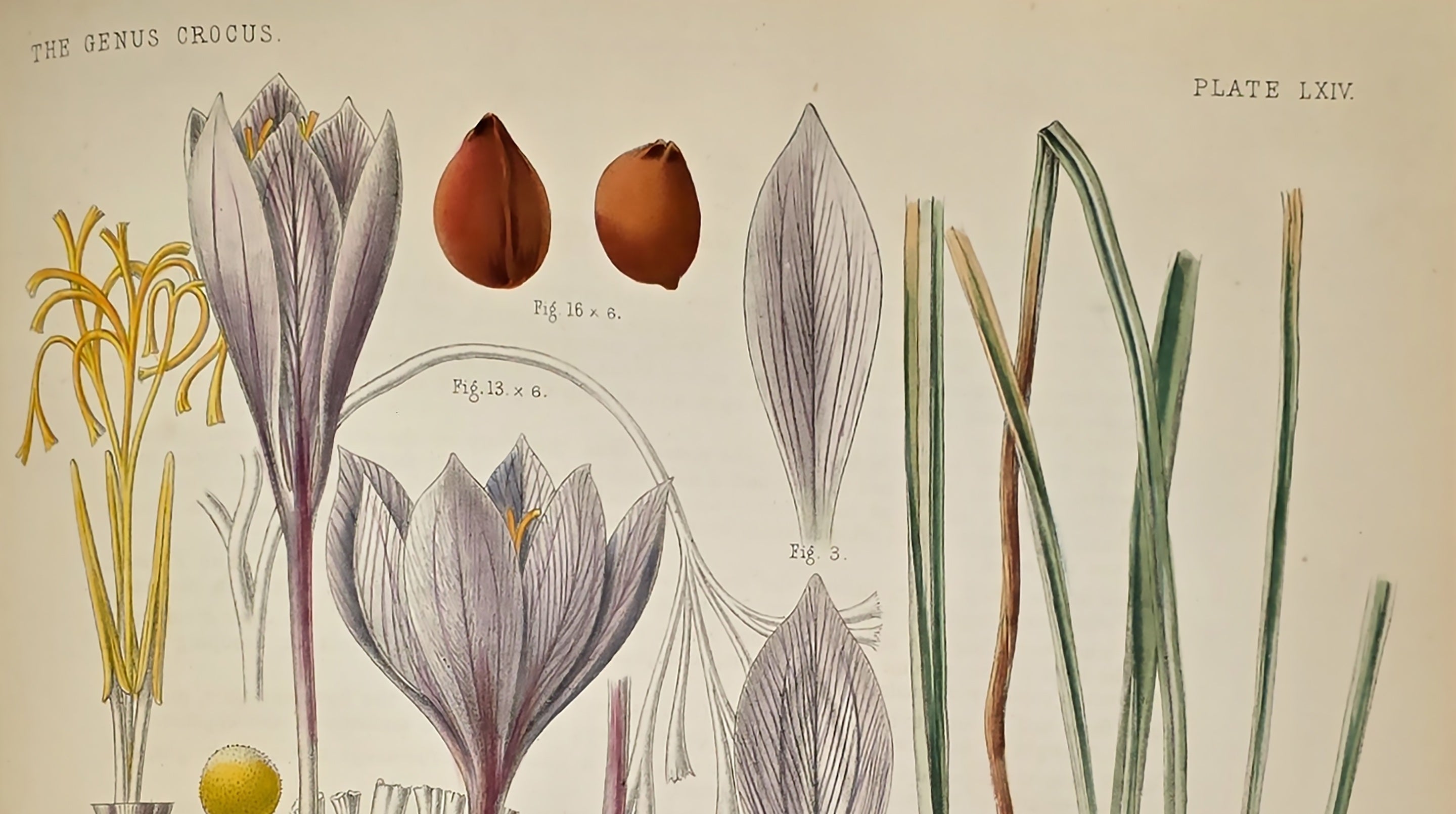 Botanical drawing of flower petals and leaves.