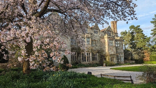 Prink Yoshino Cherry blossom tree in front of the hall