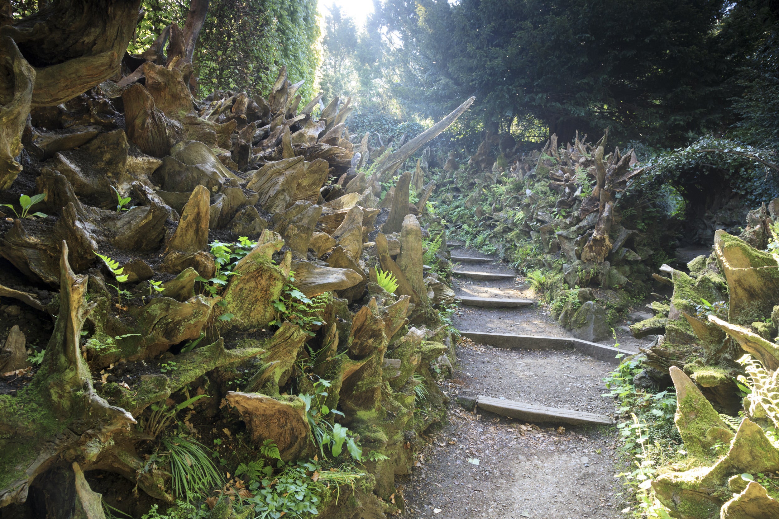 The Stumpery, consisting of huge upturned oak tree roots at Biddulph Grange Garden.