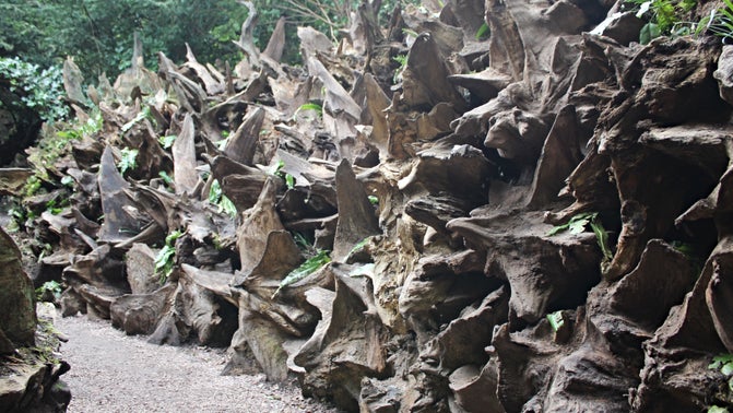 A view of the Stumpery, a wall of upturned oak stumps.